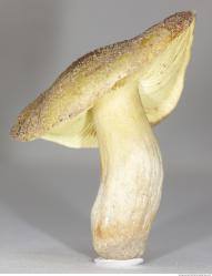 Photo Texture of Mushroom